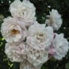 Rosier Grimpant Blush Noisette 1 Rosier Grimpant Blush Noisette -magasin de plantes 3914604645 75fd68907d o 20rosier blush noisette 771438 1