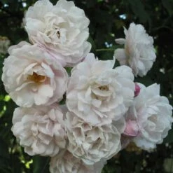 Rosier Grimpant Blush Noisette