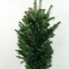 Abies Alba Pyramidalis - Sapin Blanc Nain -magasin de plantes Abies alba Pyramidalis 606002 1