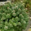 Sapin Nain - Abies Balsamea Piccolo 2 Sapin Nain - Abies Balsamea Piccolo -magasin de plantes Abies balsamea Piccolo 0609002 1