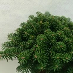 Sapin De Corée - Abies Koreana Tundra