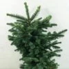 Sapin Noble - Abies Procera Bizarro -magasin de plantes Abies procera Bizarro 616002 1