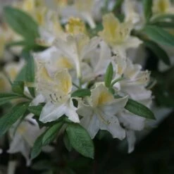 Azalée De Chine Daviesii - Azalea Mollis