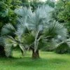 Bismarkia Nobilis - Palmier De Bismarck -magasin de plantes Bismarckia nobilis 89884 1