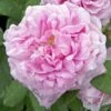 Rosier Ancien Comte De Chambord -magasin de plantes COMTE DE CHAMBORD 822762 1