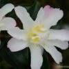 Camelia D'automne - Camellia Sasanqua Frosted Star -magasin de plantes Camelia Frosted Star 81385 1