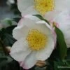 Camelia D'automne - Camelia Sasanqua Narumi Gaita 2 Camelia D'automne - Camelia Sasanqua Narumi Gaita -magasin de plantes Camelia Narumi Gaita 81384 1