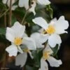 Camélia Grijsii - Camellia -magasin de plantes Camellia grijsii Arbustes 85268 1