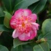 Camélia D'automne - Camellia Sasanqua Choji Guruma -magasin de plantes Camellia sasanqua Choji Guruma 0566002 1