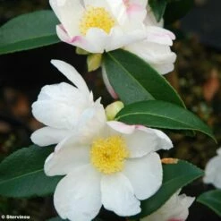 Camélia D'automne - Camellia Sasanqua Survivor