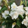 Camellia Transnokoensis - Camélia Botanique 1 Camellia Transnokoensis - Camélia Botanique -magasin de plantes Camellia transnokoensis 85286 1