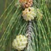 Casuarina Equisetifolia - Filao, Pin Australien 1 Casuarina Equisetifolia - Filao, Pin Australien -magasin de plantes Casuarina equisetifolia Filao Pin australien copyright 18485 1