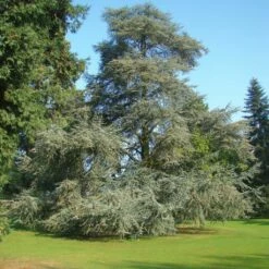 Cèdre Bleu De L'Atlas - Cedrus Libani Atlantica Glauca