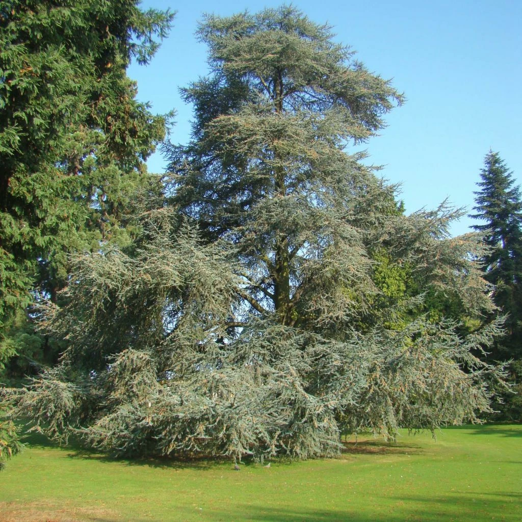 Cèdre Bleu De L'Atlas - Cedrus Libani Atlantica Glauca 3 Cèdre Bleu De L'Atlas - Cedrus Libani Atlantica Glauca
