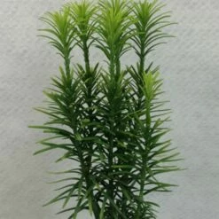 Cephalotaxus Harringtonia Korean Gold - Pin Japonais à Queue De Vache