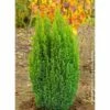 Chamaecyparis Lawsoniana Elwood's Gold -Cyprès De Lawson -magasin de plantes Chamaecyparis lawsoniana Elwood s Gold 1002432 1