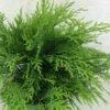 Cyprès De Lawson - Chamaecyparis Lawsoniana Mini Globus -magasin de plantes Chamaecyparis lawsoniana Mini Globus 621002 1