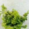 Chamaecyparis Obtusa Aurea - Faux Cyprès Hinoki Du Japon -magasin de plantes Chamaecyparis obtusa Aurea 625002 1