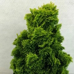 Chamaecyparis Obtusa Aurora - Faux Cyprès Hinoki Du Japon Nain