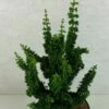 Faux Cyprès Du Japon - Chamaecyparis Obtusa Chirimen -magasin de plantes Chamaecyparis obtusa Chirimen 627002 1