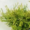 Chamaecyparis Obtusa Gitte - Faux Cyprès Hinoki Du Japon Nain 2 Chamaecyparis Obtusa Gitte - Faux Cyprès Hinoki Du Japon Nain -magasin de plantes Chamaecyparis obtusa Gitte 628002 1