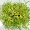 Chamaecyparis Obtusa Kamarachiba - Faux Cyprès Hinoki Du Japon -magasin de plantes Chamaecyparis obtusa Kamarachiba 631002 1