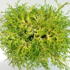 Chamaecyparis Obtusa Kamarachiba - Faux Cyprès Hinoki Du Japon