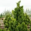 Chamaecyparis Obtusa Nana Gracilis - Faux Cyprès Du Japon 2 Chamaecyparis Obtusa Nana Gracilis - Faux Cyprès Du Japon -magasin de plantes Chamaecyparis obtusa Nana Gracilis 0633002 1