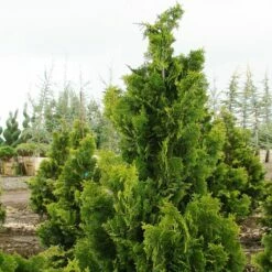 Chamaecyparis Obtusa Nana Gracilis - Faux Cyprès Du Japon
