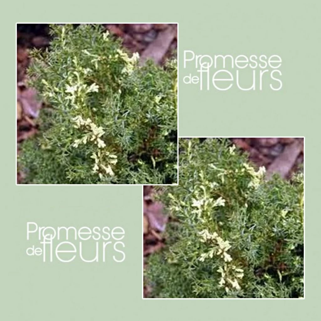 Faux Cyprès Du Japon - Chamaecyparis Obtusa Snowflake 3 Faux Cyprès Du Japon - Chamaecyparis Obtusa Snowflake