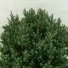 Chamaecyparis Thyoides Blue Rock 2 Chamaecyparis Thyoides Blue Rock -magasin de plantes Chamaecyparis thyoides Versent Blue Rock 648002 1