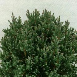 Chamaecyparis Thyoides Blue Rock