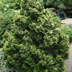 Cyprès Hinoki Du Japon - Chamaecyparis Obtusa Nana Aurea