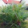 Chamaerops Humilis Cerifera - Palmier Nain Bleuté -magasin de plantes Chamaerops humilis Cerifera 82193 1