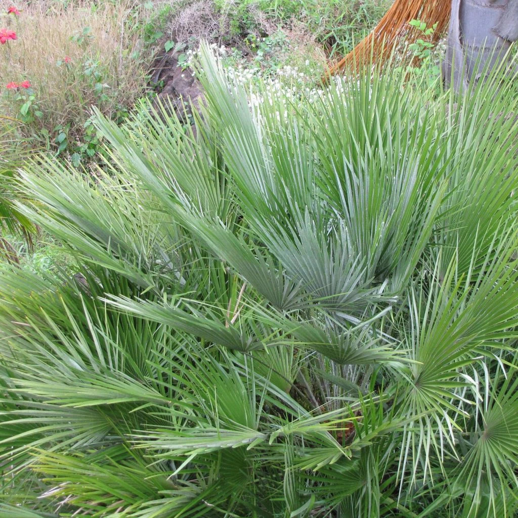 Chamaerops Humilis Compacta - Palmier Nain 3 Chamaerops Humilis Compacta - Palmier Nain