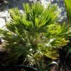 Chamaerops Humilis Vulcano - Palmier Nain