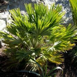 Chamaerops Humilis Vulcano - Palmier Nain