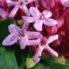 Clerodendrum Bungei - Clérodendron De Bunge 1 Clerodendrum Bungei - Clérodendron De Bunge -magasin de plantes Clerodendron Bungei 7532 1