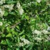 Clethra Alnifolia 2 Clethra Alnifolia -magasin de plantes Clethra alnifolia 781577 1