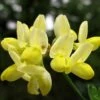 Coronille - Coronilla Valentina Subsp. Glauca Citrina 1 Coronille - Coronilla Valentina Subsp. Glauca Citrina -magasin de plantes Coronilla valentina subsp glauca Citrina 82796 1