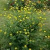 Coronille - Coronilla Valentina Subsp. Glauca Selection -magasin de plantes Coronilla valentina subsp glauca Selection 82797 1