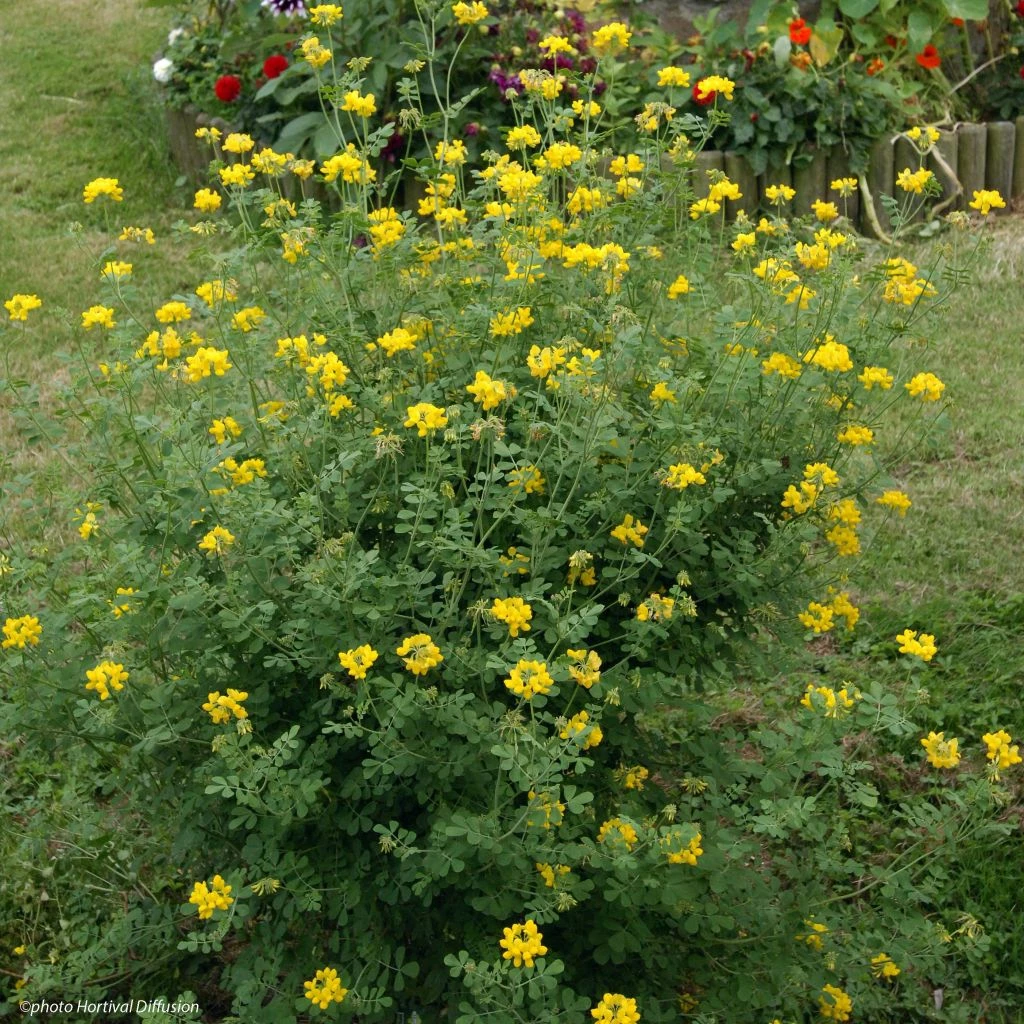 Coronille - Coronilla Valentina Subsp. Glauca Selection 3 Coronille - Coronilla Valentina Subsp. Glauca Selection