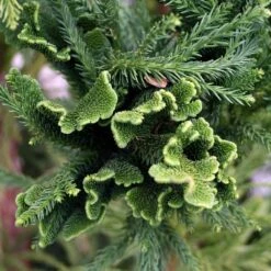Cèdre Du Japon Cristata - Cryptomeria Japonica