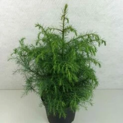 Cryptomeria Japonica Elegans Viridis