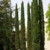 Cupressus Sempervirens Stricta - Cyprès D'Italie -magasin de plantes Cupressus sempervirens Stricta 83283 1