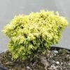 Chamaecyparis Obtusa Butterball - Cyprès Hinoki Du Japon 2 Chamaecyparis Obtusa Butterball - Cyprès Hinoki Du Japon -magasin de plantes Cypres hinoki du Japon Chamaecyparis obtusa Butterball IF 1002441 1