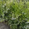 Diosma Hirsuta Sunset Gold - Diosmée Hirsute. 1 Diosma Hirsuta Sunset Gold - Diosmée Hirsute. -magasin de plantes Diosma hirsuta Sunset gold 83300 1