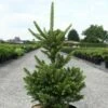 Picea Abies Will's Zwerg - Épicéa Commun 1 Picea Abies Will's Zwerg - Épicéa Commun -magasin de plantes Epicea commun Picea abies Will s Zwerg IF 1002732 1