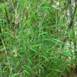 Fargesia Taibashan 2 - Bambou Non Traçant