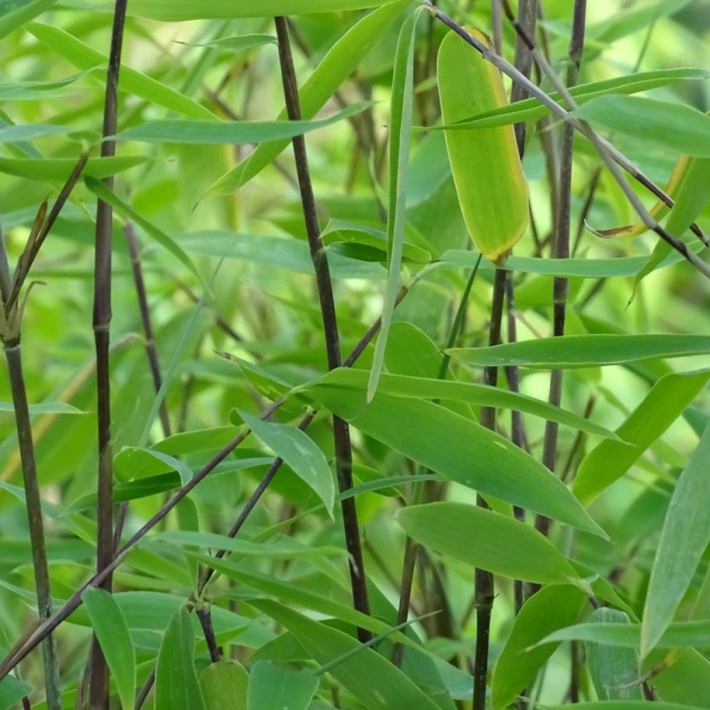 Fargesia Viking - Bambou Non Traçant 3 Fargesia Viking - Bambou Non Traçant